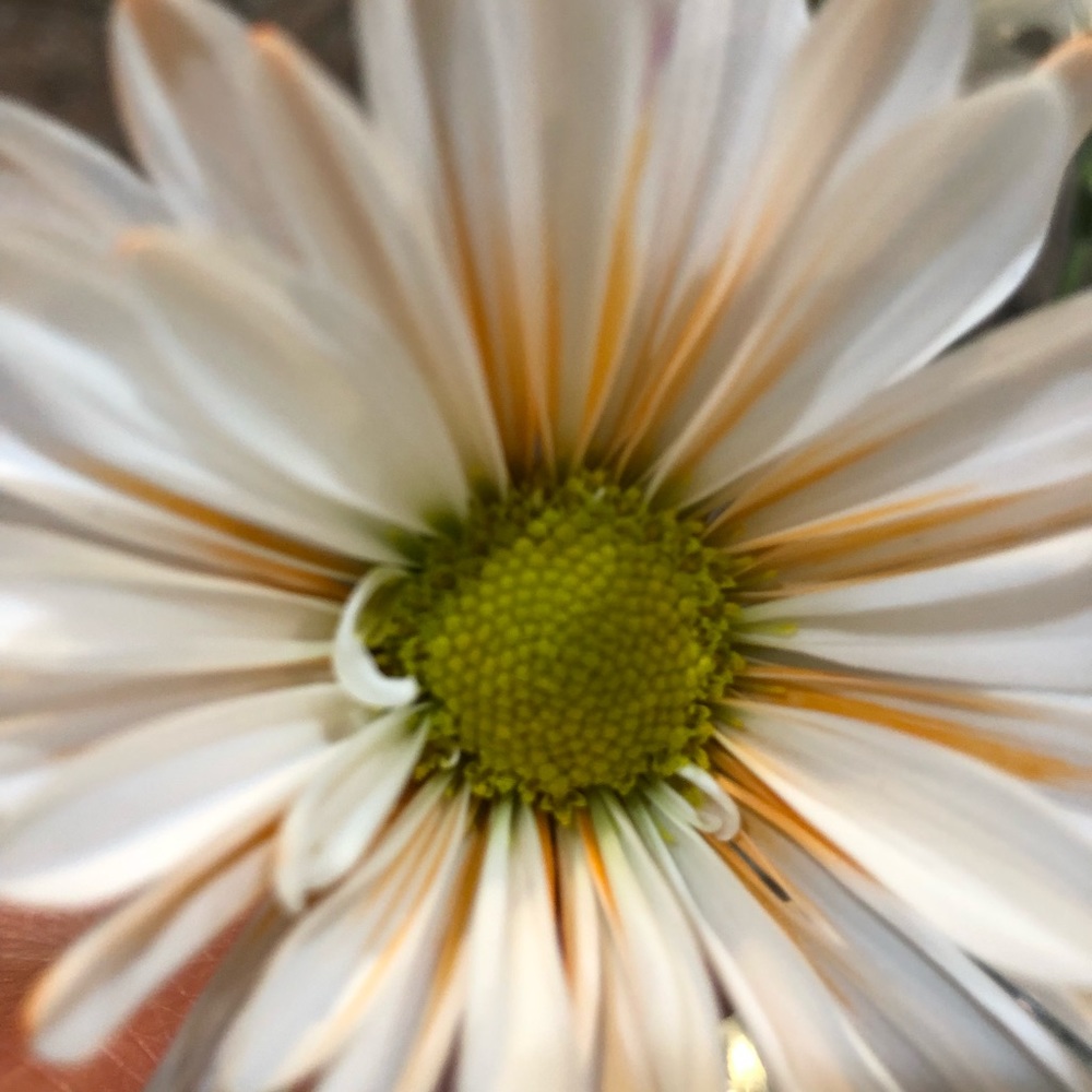 Make me an offer!  Happy Poshing!🌸🌸